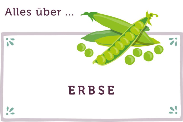 Alles über Erbsen Saison und Infos emmikochteinfach