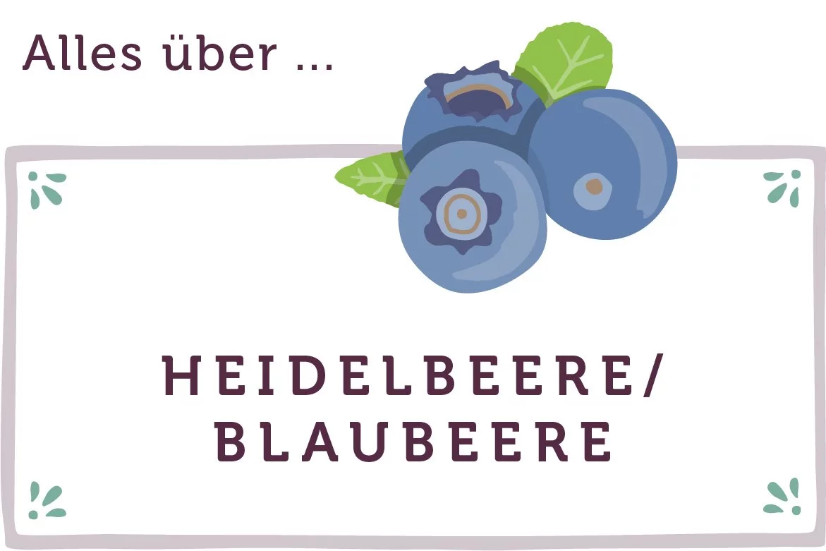 Alles über Heidelbeere - www.emmikochteinfach.de