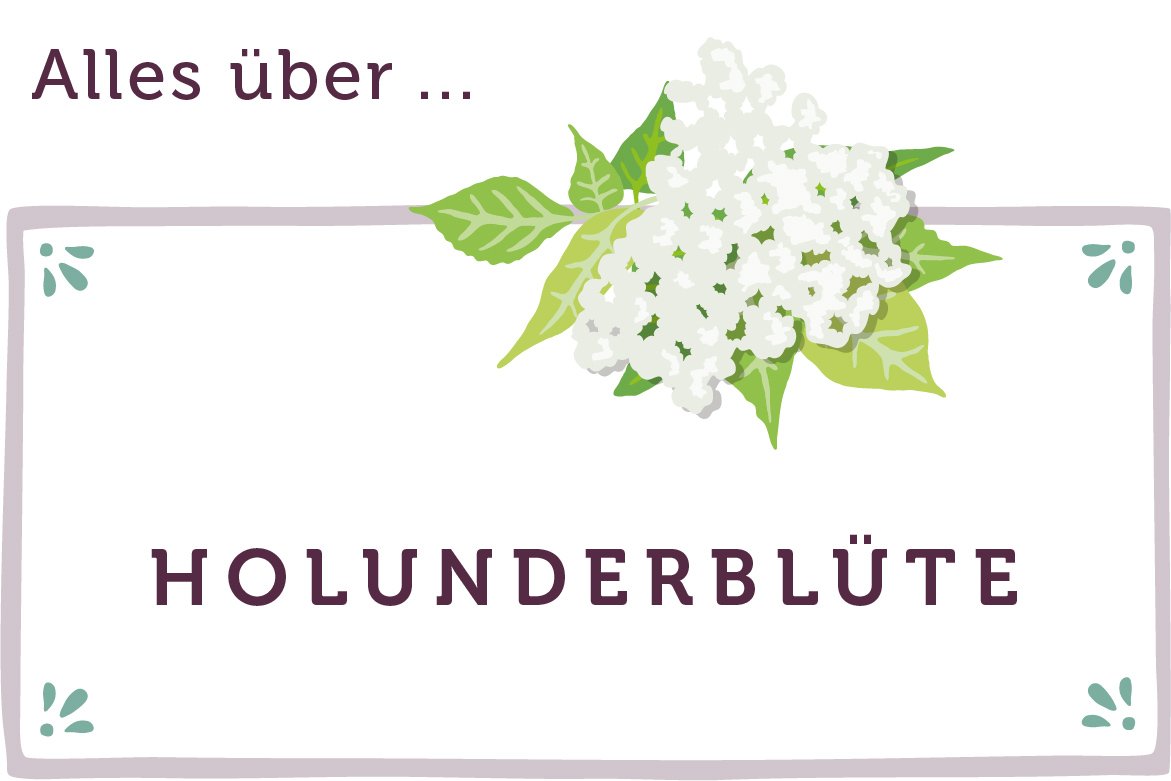 Alles über Holunderblüten - www.emmikochteinfach.de
