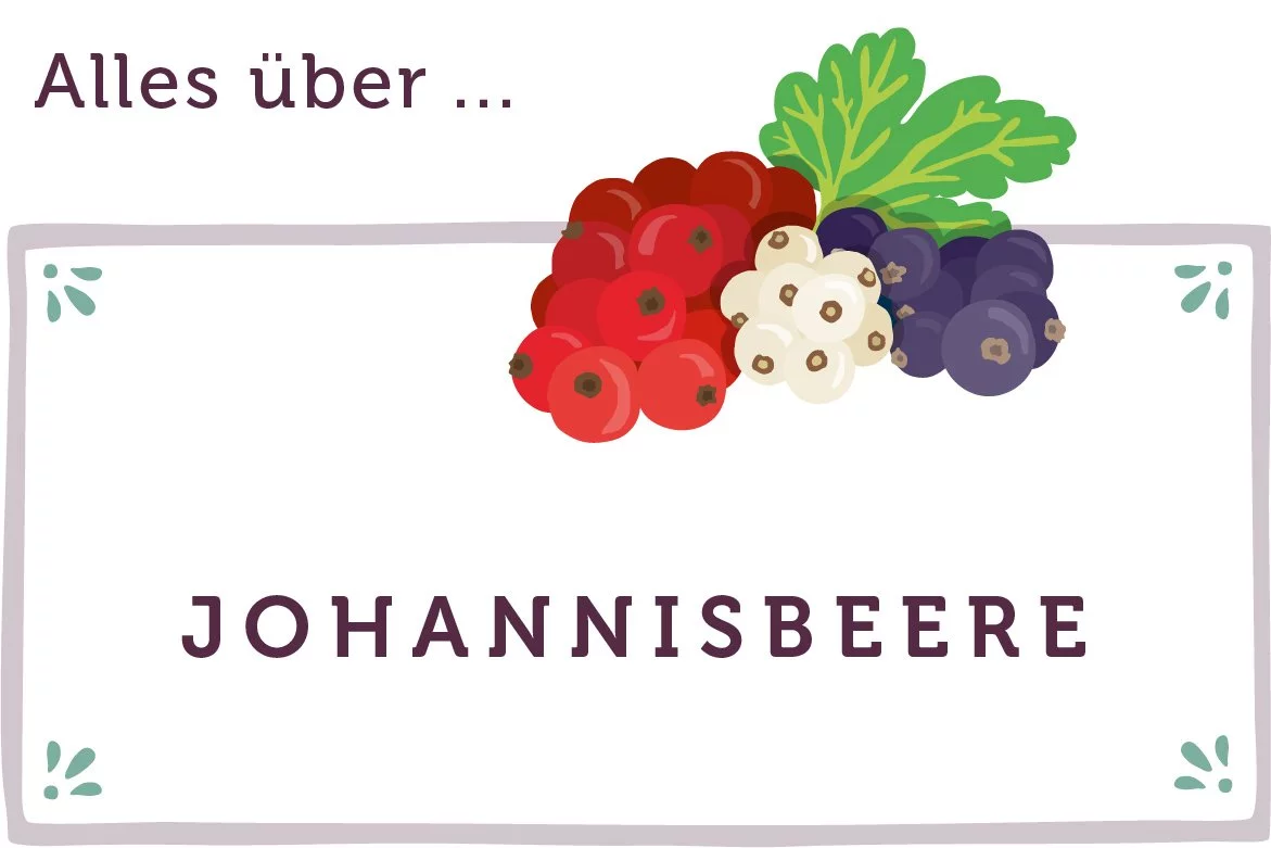 Alles über Johannisbeeren - www.emmikochteinfach.de