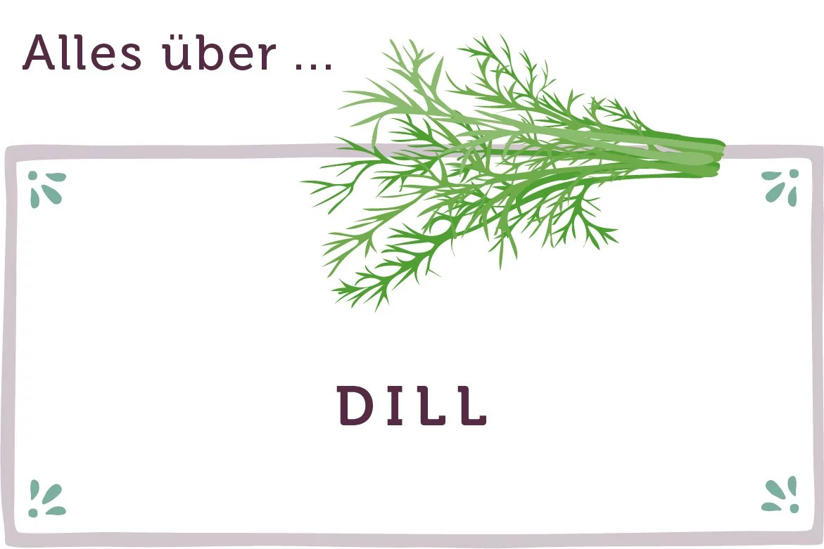 Alles über Dill - www.emmikochteinfach.de