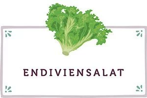 Endiviensalat Kachel - www.emmikochteinfach.de