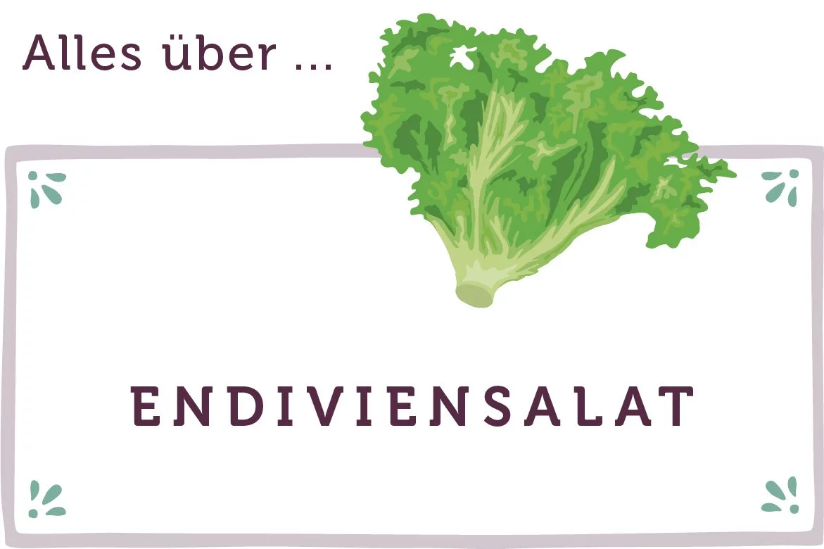 Alles über Endiviensalat - www.emmikochteinfach.de
