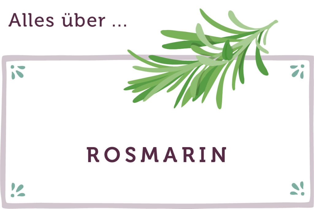 Alles über Rosmarin Saison und Infos emmikochteinfach