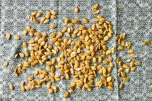 Saubere Kerne trocknen lassen