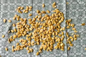 Saubere Kerne trocknen lassen